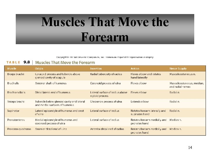 Muscles That Move the Forearm 14 