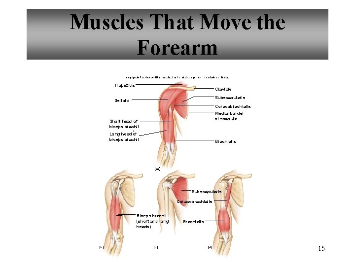 Muscles That Move the Forearm Copyright © The Mc. Graw-Hill Companies, Inc. Permission required