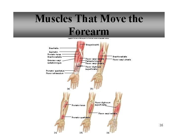 Muscles That Move the Forearm Copyright © The Mc. Graw-Hill Companies, Inc. Permission required