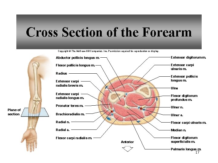 Cross Section of the Forearm Copyright © The Mc. Graw-Hill Companies, Inc. Permission required