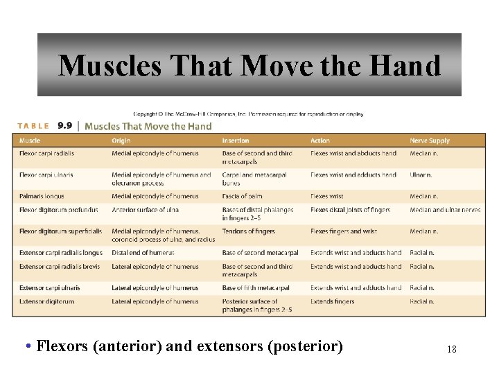 Muscles That Move the Hand • Flexors (anterior) and extensors (posterior) 18 