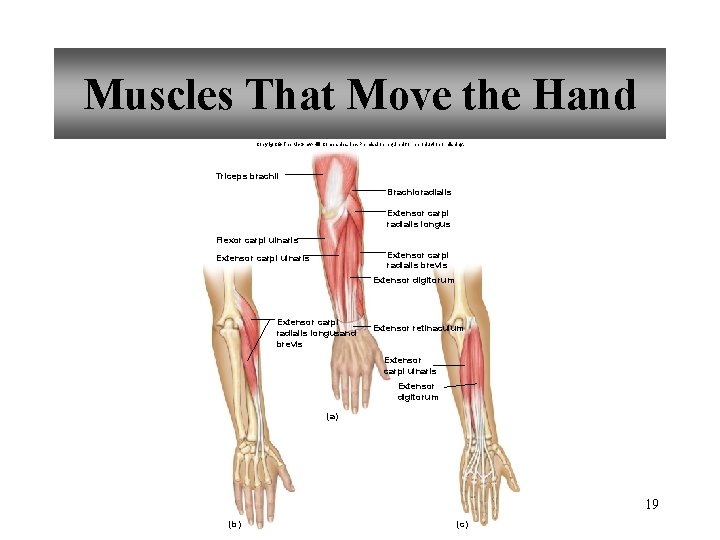 Muscles That Move the Hand Copyright © The Mc. Graw-Hill Companies, Inc. Permission required