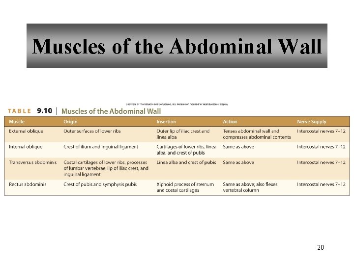 Muscles of the Abdominal Wall 20 