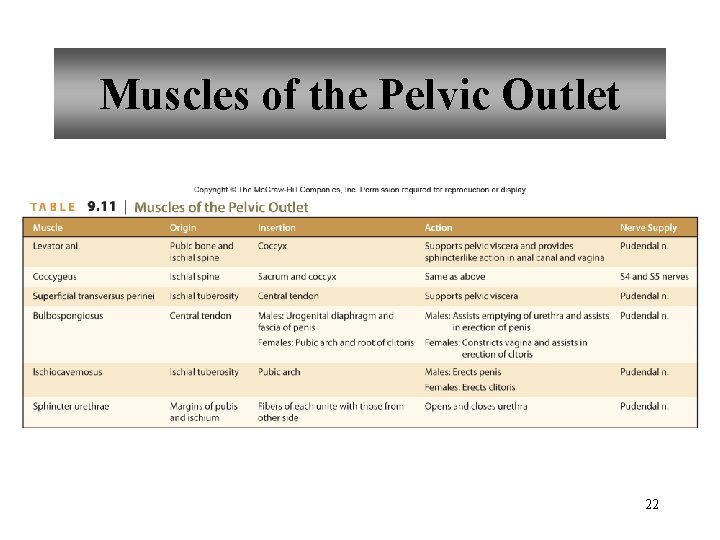 Muscles of the Pelvic Outlet 22 