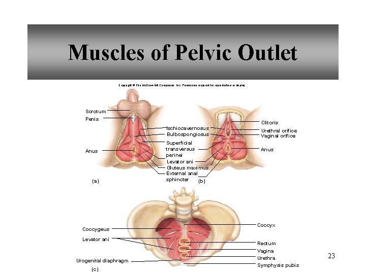 Muscles of Pelvic Outlet Copyright © The Mc. Graw-Hill Companies, Inc. Permission required for