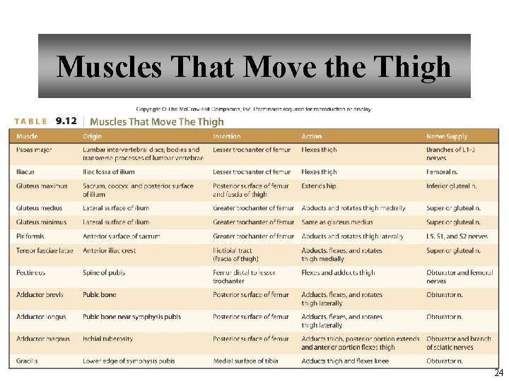 Muscles That Move the Thigh 24 