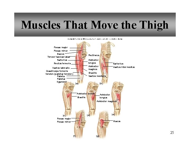 Muscles That Move the Thigh Copyright © The Mc. Graw-Hill Companies, Inc. Permission required