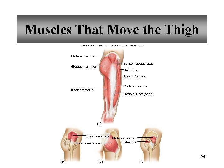 Muscles That Move the Thigh Copyright © The Mc. Graw-Hill Companies, Inc. Permission required