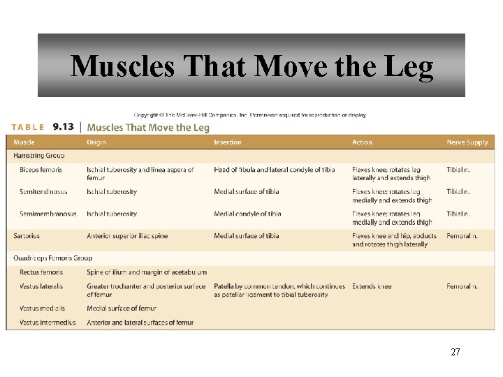 Muscles That Move the Leg 27 
