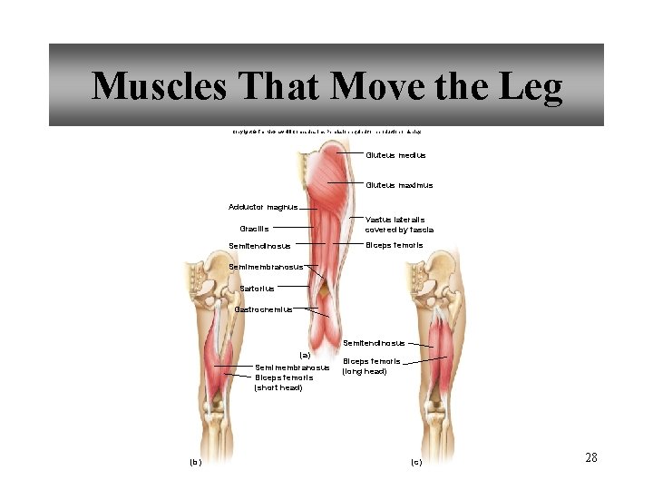 Muscles That Move the Leg Copyright © The Mc. Graw-Hill Companies, Inc. Permission required