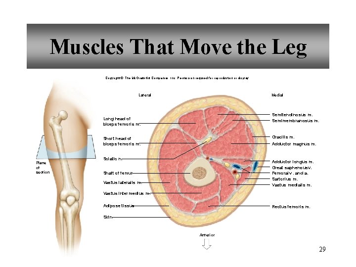 Muscles That Move the Leg Copyright © The Mc. Graw-Hill Companies, Inc. Permission required