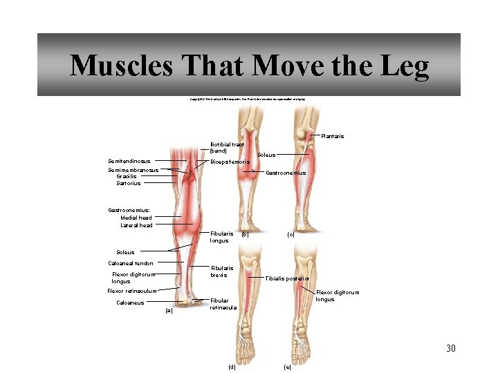 Muscles That Move the Leg Copyright © The Mc. Graw-Hill Companies, Inc. Permission required