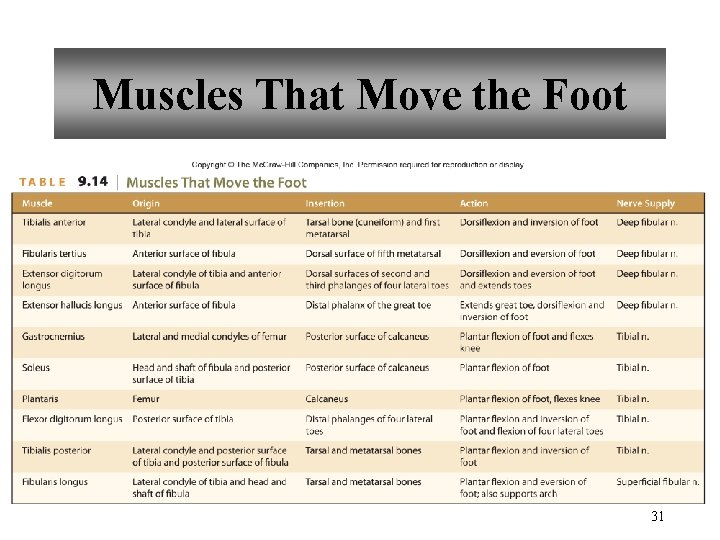 Muscles That Move the Foot 31 