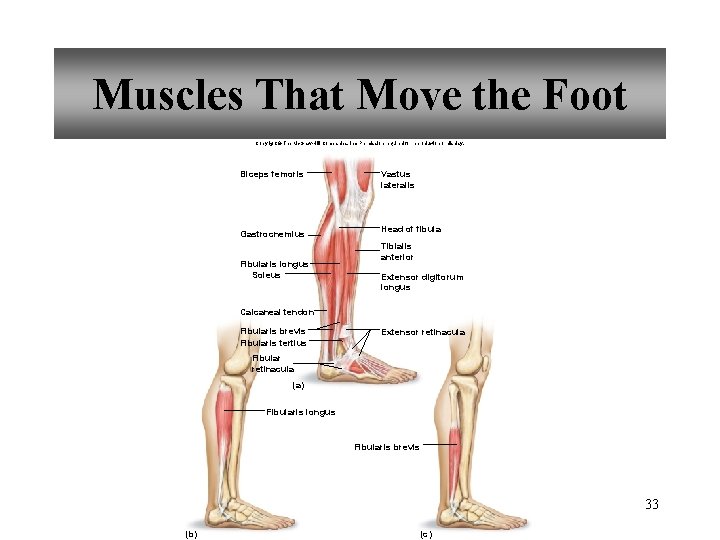 Muscles That Move the Foot Copyright © The Mc. Graw-Hill Companies, Inc. Permission required
