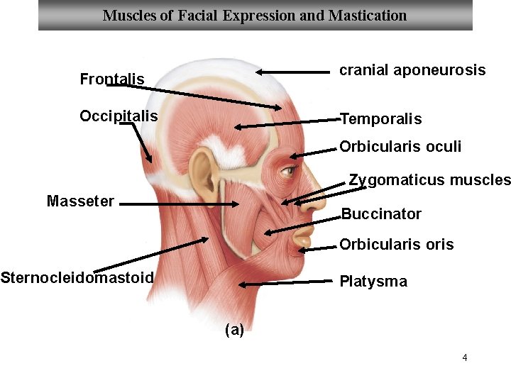 Muscles of Facial Expression and Mastication cranial aponeurosis Frontalis Occipitalis Temporalis Copyright © The