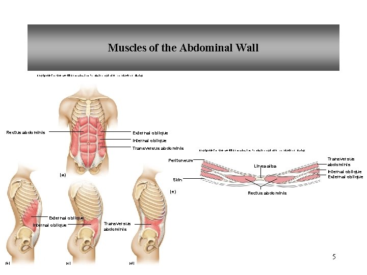 Muscles of the Abdominal Wall Copyright © The Mc. Graw-Hill Companies, Inc. Permission required