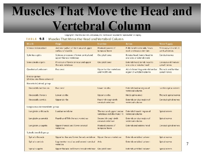 Muscles That Move the Head and Vertebral Column 7 