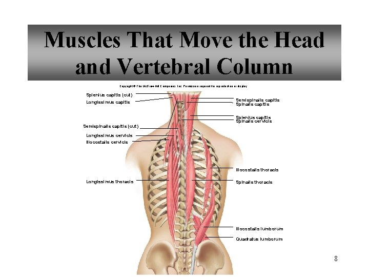 Muscles That Move the Head and Vertebral Column Copyright © The Mc. Graw-Hill Companies,