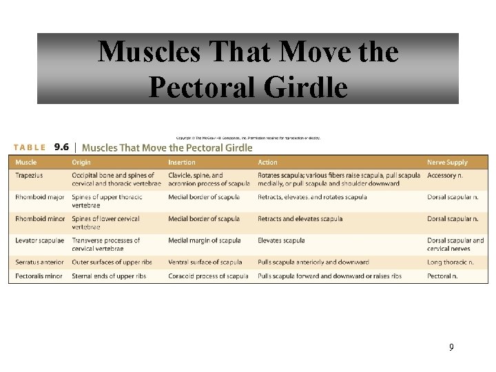 Muscles That Move the Pectoral Girdle 9 