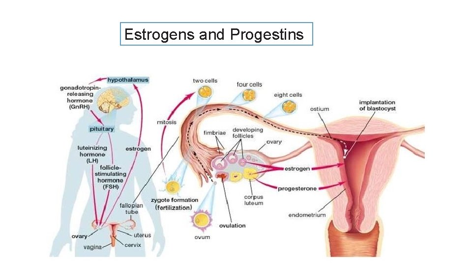Estrogens and Progestins 