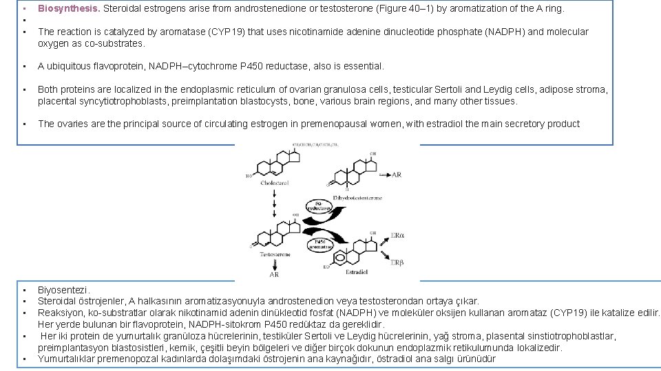  • • • Biosynthesis. Steroidal estrogens arise from androstenedione or testosterone (Figure 40–