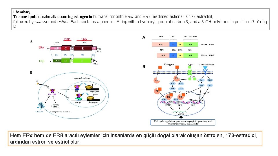 Chemistry. The most potent naturally occurring estrogen in humans, for both ERα- and ERβ-mediated