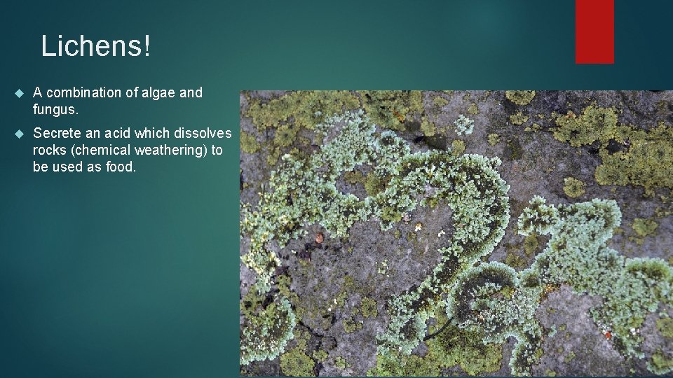Lichens! A combination of algae and fungus. Secrete an acid which dissolves rocks (chemical