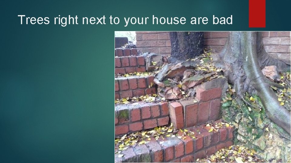 Trees right next to your house are bad 