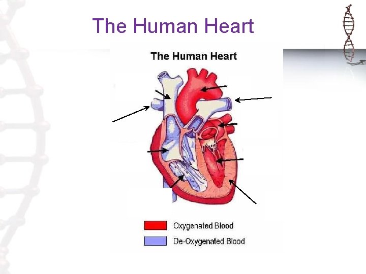 The Human Heart Septum 