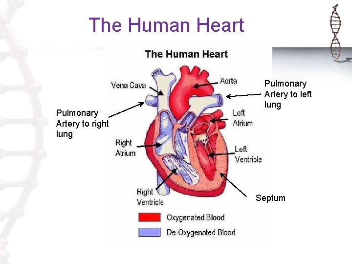 The Human Heart Pulmonary Artery to right lung Pulmonary Artery to left lung Septum
