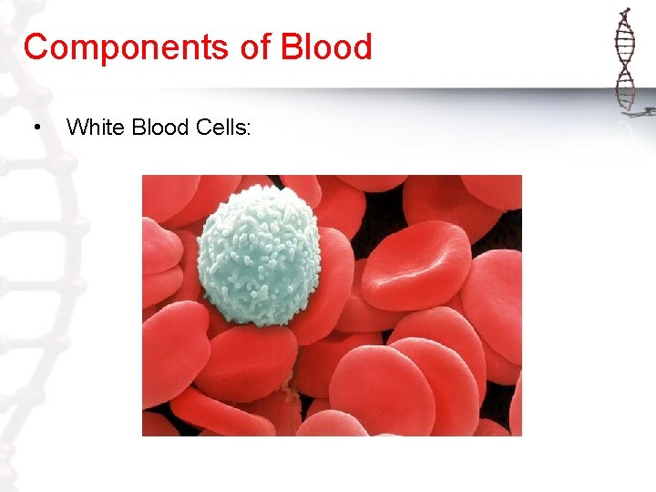 Components of Blood • White Blood Cells: 