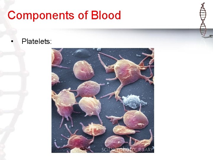 Components of Blood • Platelets: 