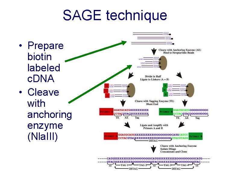 SAGE technique • Prepare biotin labeled c. DNA • Cleave with anchoring enzyme (Nla.