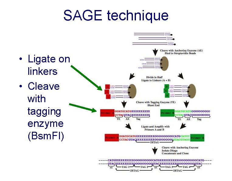 SAGE technique • Ligate on linkers • Cleave with tagging enzyme (Bsm. FI) 