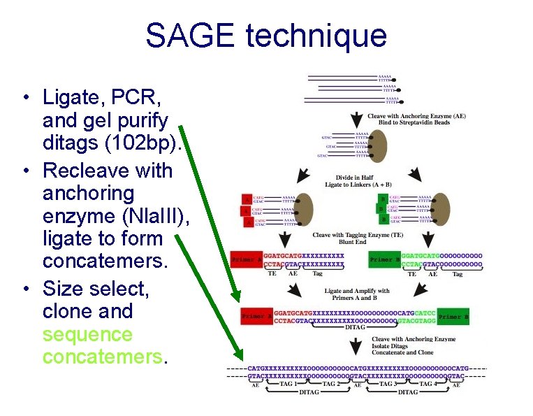 SAGE technique • Ligate, PCR, and gel purify ditags (102 bp). • Recleave with