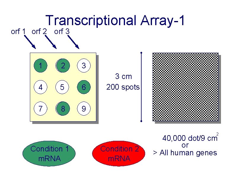 Transcriptional Array-1 orf 2 orf 3 1 22 3 4 5 6 7 88