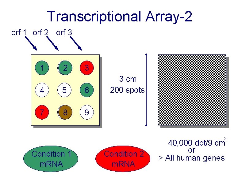 Transcriptional Array-2 orf 1 orf 2 orf 3 1 22 3 4 5 6