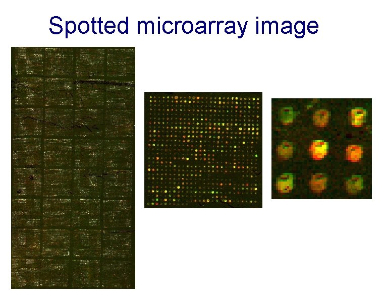 Spotted microarray image 