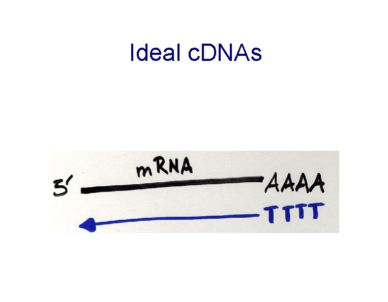 Ideal c. DNAs 