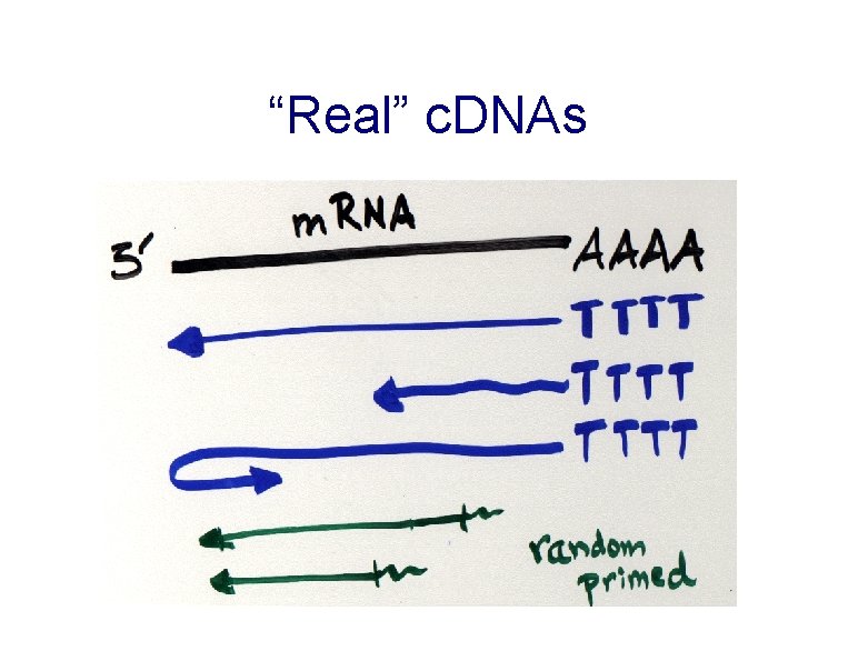 “Real” c. DNAs 