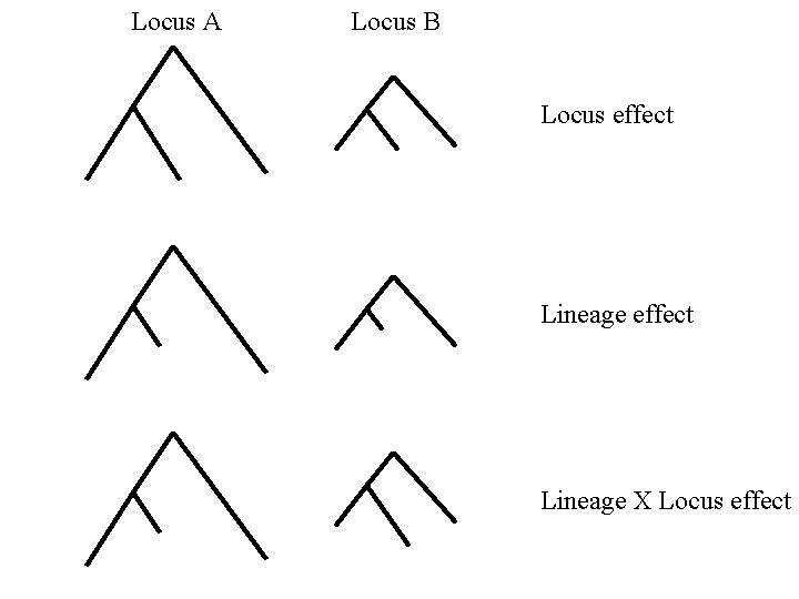 Locus A Locus B Locus effect Lineage X Locus effect 