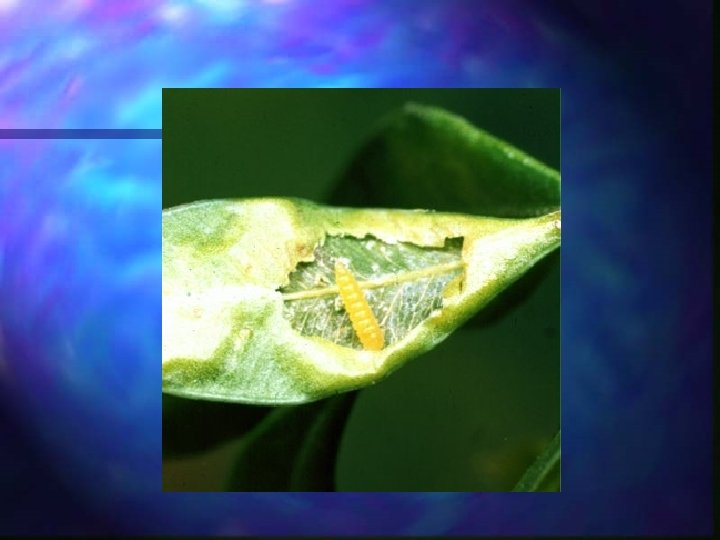 NurseryLandscape Career Development Event Insects Aphid Softbodied insect