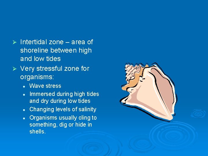 Intertidal zone – area of shoreline between high and low tides Ø Very stressful