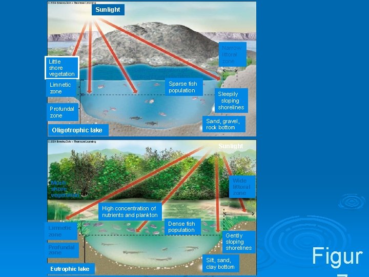 Sunlight Narrow littoral zone Little shore vegetation Low concentration of nutrients and plankton Sparse