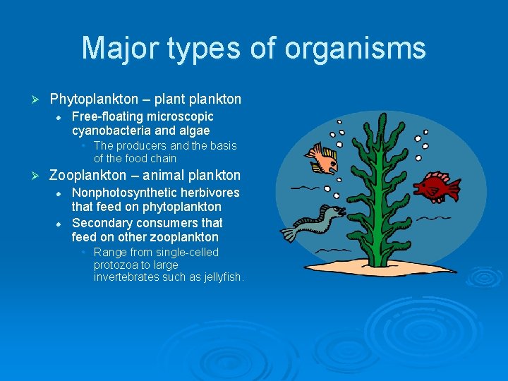 Major types of organisms Ø Phytoplankton – plant plankton l Free-floating microscopic cyanobacteria and