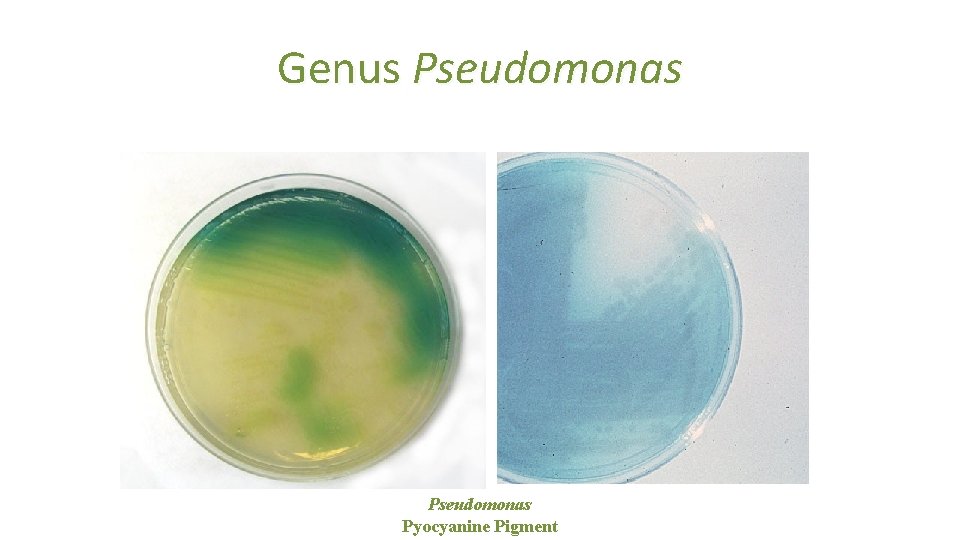 Genus Pseudomonas Pyocyanine Pigment 