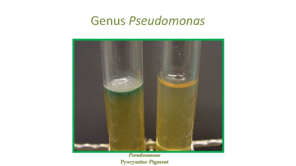 Genus Pseudomonas Pyocyanine Pigment 