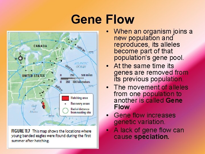 Gene Flow • When an organism joins a new population and reproduces, its alleles