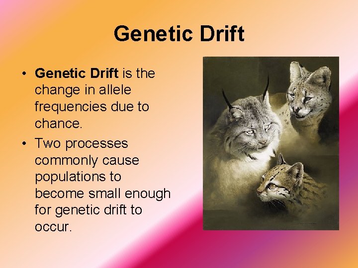 Genetic Drift • Genetic Drift is the change in allele frequencies due to chance.