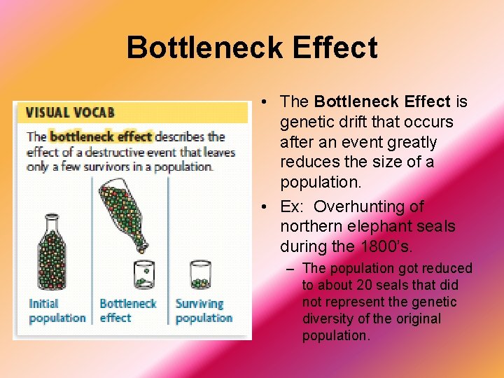 Bottleneck Effect • The Bottleneck Effect is genetic drift that occurs after an event